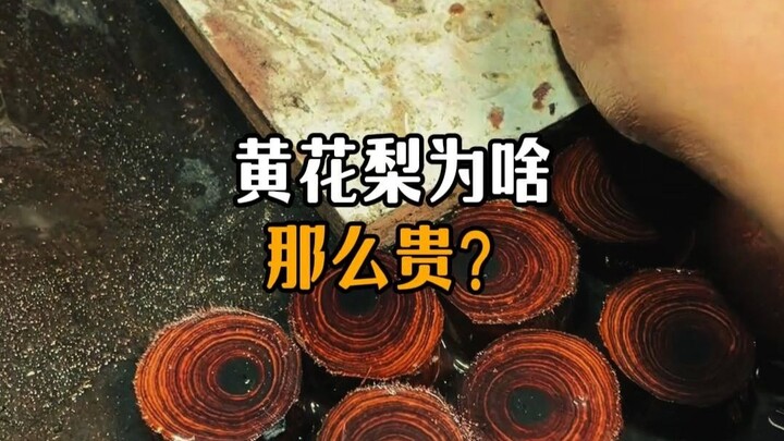 หวงฮวาหลีก็แค่ไม้ต้นหนึ่ง ทำไมถึงได้แพงขนาดนี้?