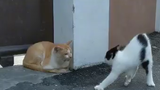 barbar vs cat man