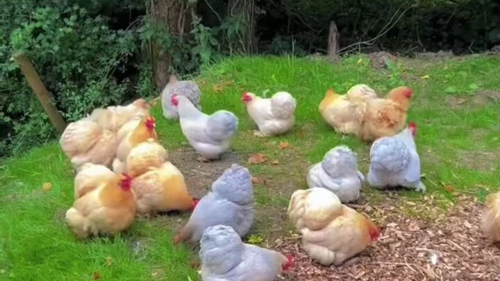 Ayam betina, selain nggak bisa nahan kotoran, selebihnya adalah hewan peliharaan yang paling sempurn