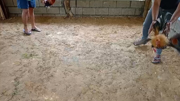 Sparring Sessions