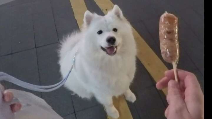You get a dog for companionship!