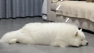 My samoyed dog is enjoying yogurt