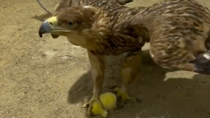 An eagle eats a chick—gone in two bites