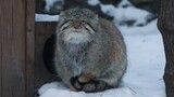 [สัตว์]แมวพัลลัสที่น่ารักในลานหิมะ