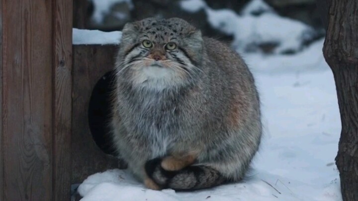 [Hewan]Kucing Pallas yang lucu di padang salju