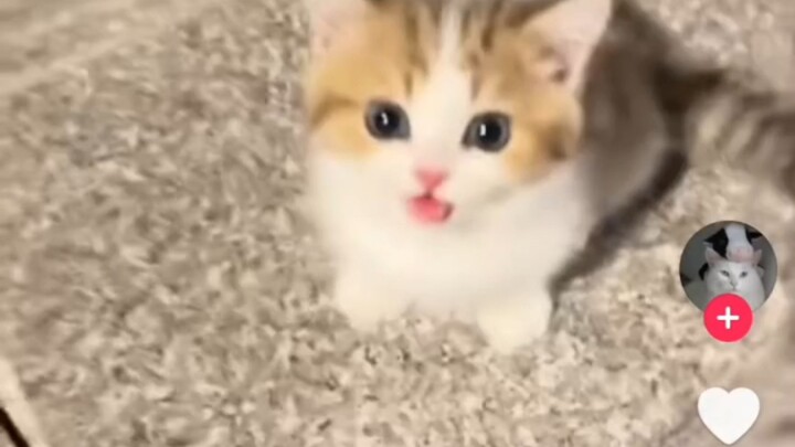 [TikTok] With 1 million likes, domestic Douyin still features the “Cat Diary” — “Did we just witness