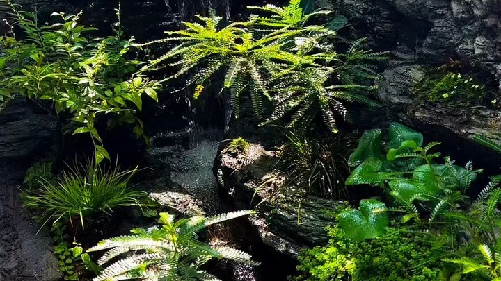 MINI KOI POND,AQUACULTURE, PALUDARIUM,AQUASCAPE,LANDSCAPE