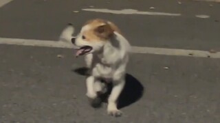 Người giải cứu chú chó con, người thật tốt!