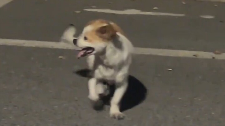 人解救小狗，人好！