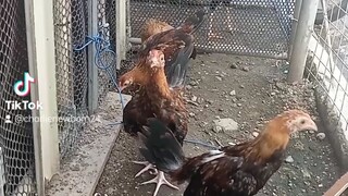 ang tatapang na nila kya kailangan ko na sila pag hiwahiwalayin..🐓🐓🐓