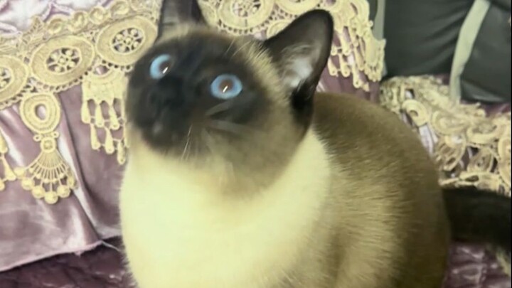Boss, 100% bare-handed catch of muddy white blades, meow.