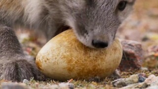 Fox attack on Bird