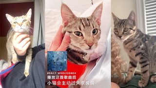 播放这首歌曲后，小猫会主动过来求摸摸