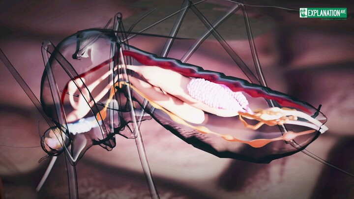 Mosquito in detail's