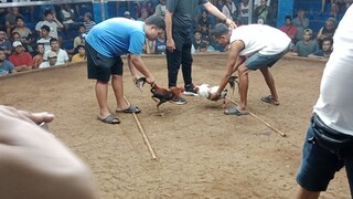 two hits ulutan  champion