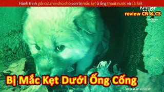 Chú chó đáng thương bị bỏ rơi từ nhỏ và cái kết ấm lòng || Review Con Người Và Cuộc Sống