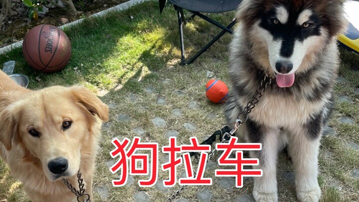 มืออาชีพกำลังขี้เกียจ มือสมัครเล่นกำลังฮึดสู้