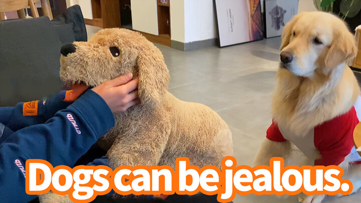 The golden retriever is jealous of the toy dog