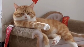 Nhờ những nỗ lực của tôi, thú cưng của tôi có được cuộc sống mà tôi mong muốn