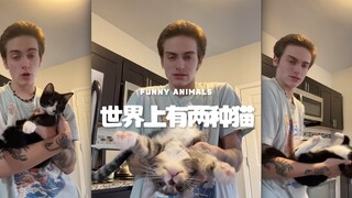 Apakah kucing juga terbagi menjadi kucing i dan kucing e⁉️