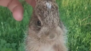 Caught a little wild rabbit, very aggressive!