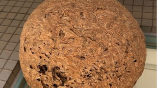 这马蜂窝像恶魔果实
