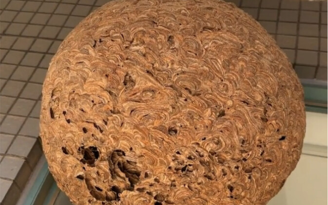 يبدو عش الدبابير هذا وكأنه فاكهة الشيطان