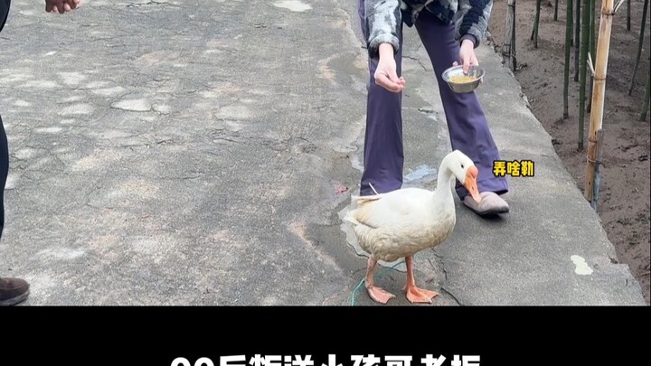 Danh sách tiết mục đón Tết ở quê: “Cho ngỗng ăn bị cắn” “Ăn dưa hấu bị bắt” #ĐónTếtỞQuê#ÔngChủNổiLoạ