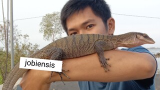 Varanus jobiensis ( biawak pohon leher merah )