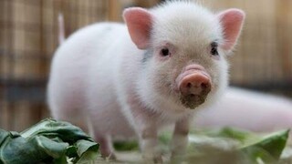 Micro Pig - การรวบรวมวิดีโอมินิหมูน่ารักและตลก 2016 ดีที่สุดของ