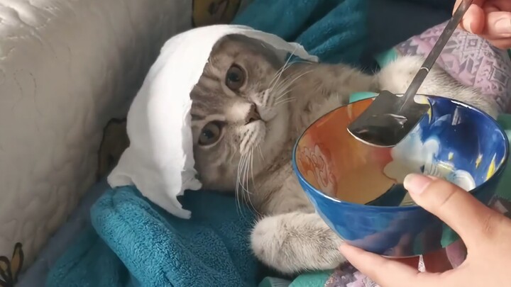 I’m a cat, and I don’t have to go to work.