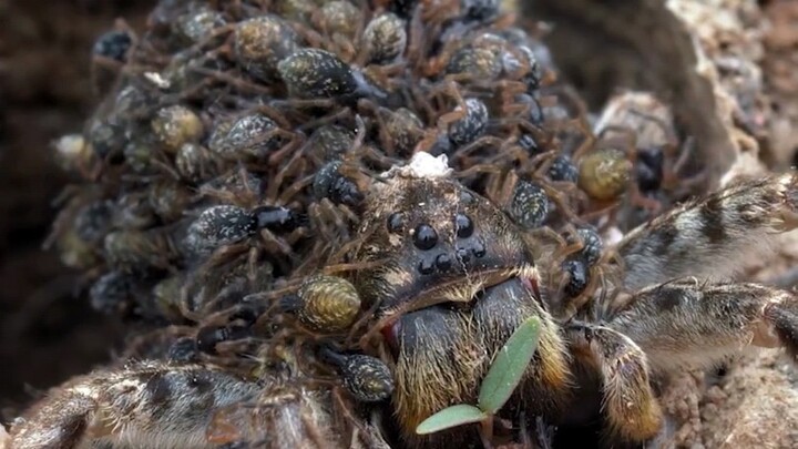 The Life of a Little Spider