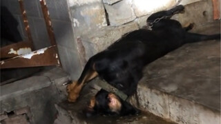 【Dashing Country Dog】New release is now available—come check it out!