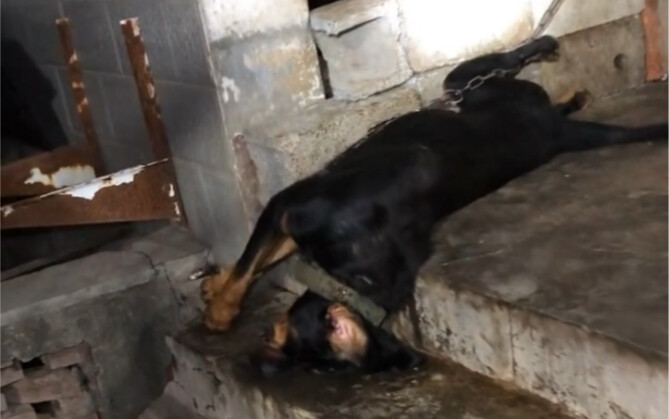 【Dashing Country Dog】New release is now available—come check it out!