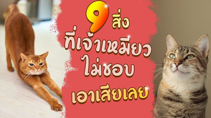 9 สิ่งที่เจ้าเหมียว ไม่ชอบ! เอาเสียเลย : EP29