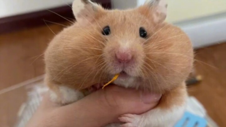 هامستر: هناك قوة غامضة عظيمة تسيطر عليّ