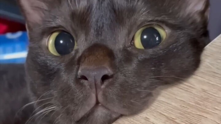 funny cat