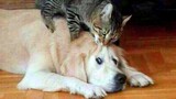 Funny animals - Funny cats / dogs - Funny animal videos #97