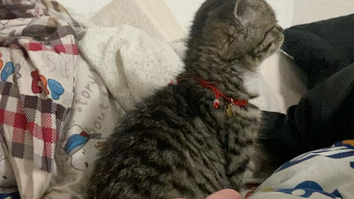 Ai hiểu được giá trị của cú nhảy này của bé mèo chứ, lần đầu tiên đó!