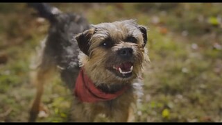 Strays 2023 _ Watch full movie: Link in description