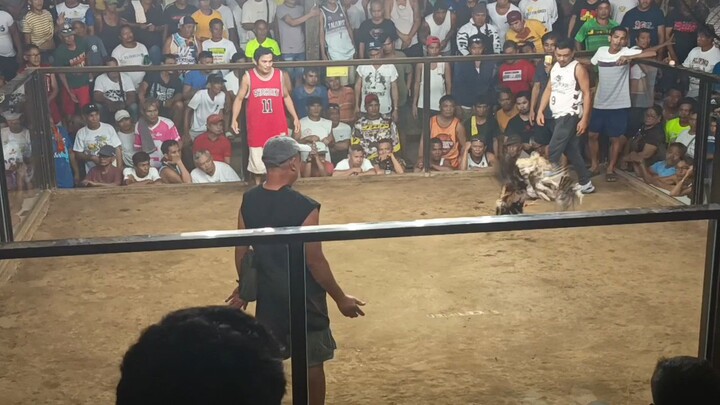 old grey 2001 line wins