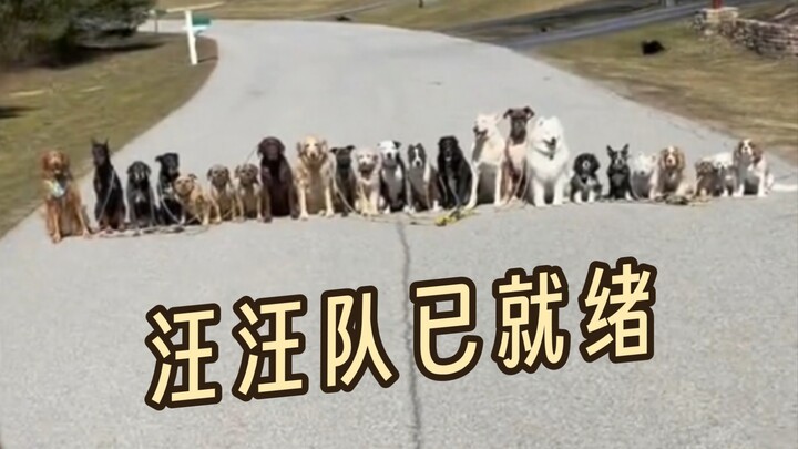小狗集合！列队！