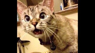 The cats think you people are awesome