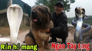 Thử Thách Ngao Tây Tạng Đối Đầu Rắn Hổ Mang Chúa Khổng Lồ Và Cái Kết | Săn Bắt Ẩm Thực Vùng Cao