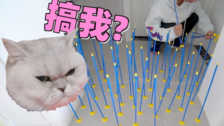 50只玩具箭能否阻止猫咪吃零食？猫：是时候表演真正的技术了！