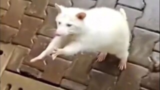 Bahkan pemula pun bilang manusia suka yang manis, aku sangat manis _Rakun Kecil _Hewan Ajaib Ada di 
