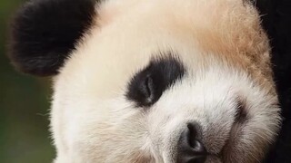 Panda nyo Pagod Na