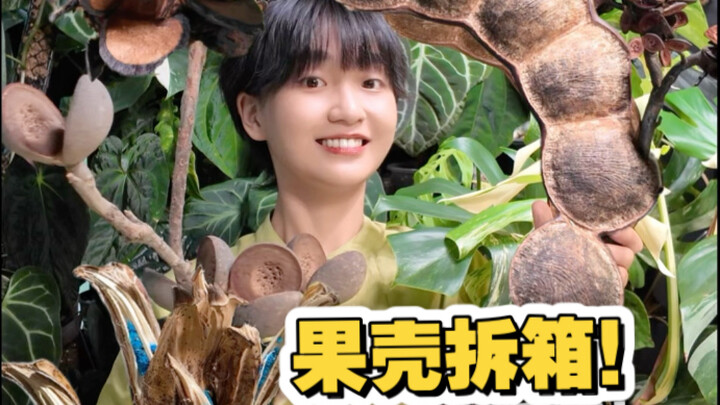 Guokr unboxing! What on earth is this "fire-burned hackwood" plant?!