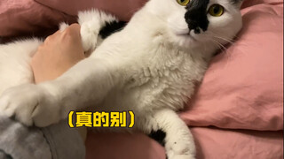 依次捏了每一只猫