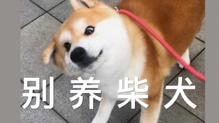 人生建议：别 养 柴 犬